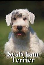 Sealyham Terrier: Dog breed overview and guide 