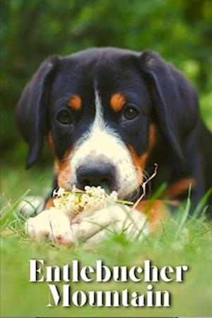 Entlebucher Mountain: Dog breed overview and guide