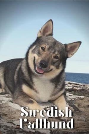 Swedish Vallhund: Dog breed overview and guide