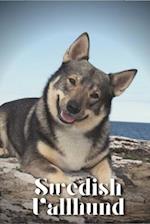 Swedish Vallhund: Dog breed overview and guide 