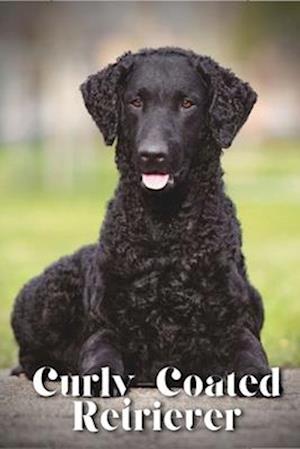 Curly-Coated Retriever: Dog breed overview and guide