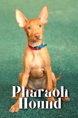 Pharaoh Hound: Dog breed overview and guide