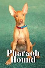 Pharaoh Hound: Dog breed overview and guide 