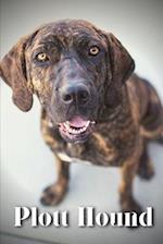 Plott Hound: Dog breed overview and guide 