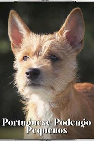 Portuguese Podengo Pequenos: Dog breed overview and guide