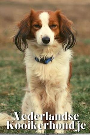 Nederlandse Kooikerhondje: Dog breed overview and guide