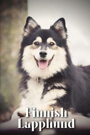 Finnish Lapphund: Dog breed overview and guide