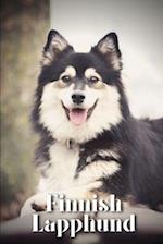 Finnish Lapphund: Dog breed overview and guide 