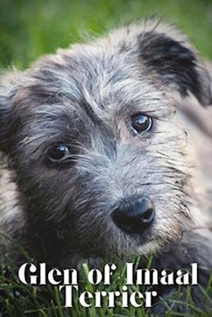 Glen of Imaal Terrier: Dog breed overview and guide