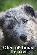 Glen of Imaal Terrier: Dog breed overview and guide 