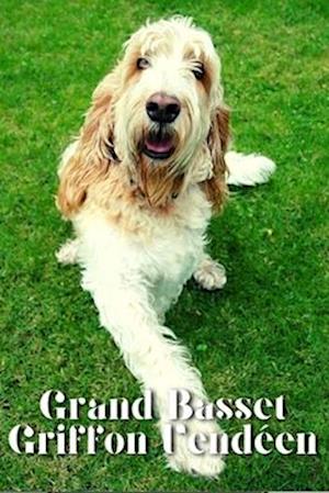 Grand Basset Griffon Vende´en: Dog breed overview and guide