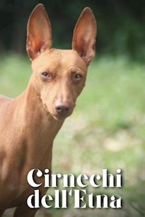 Cirnechi dell'Etna: Dog breed overview and guide