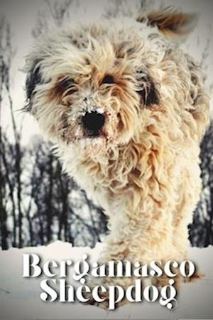 Bergamasco Sheepdog: Dog breed overview and guide