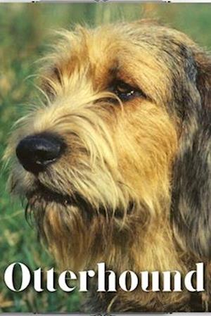 Otterhound: Dog breed overview and guide