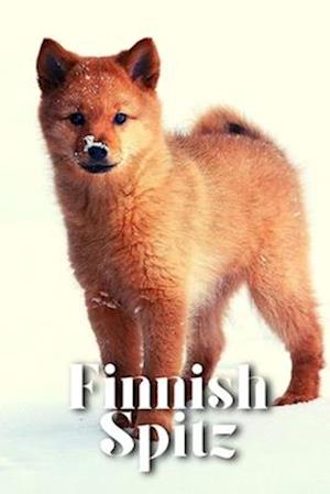 Finnish Spitz: Dog breed overview and guide