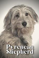 Pyrenean Shepherd: Dog breed overview and guide 