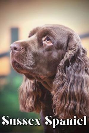 Sussex Spaniel: Dog breed overview and guide