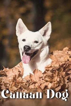 Canaan Dog: Dog breed overview and guide