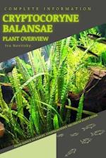 Cryptocoryne Balansae: From Novice to Expert. Comprehensive Aquarium Plants Guide 