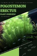 Pogostemon Erectus: From Novice to Expert. Comprehensive Aquarium Plants Guide 