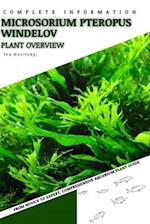 Microsorium Pteropus Windelov: From Novice to Expert. Comprehensive Aquarium Plants Guide 