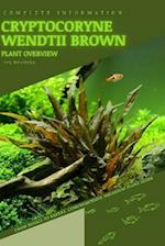 Cryptocoryne Wendtii Brown: From Novice to Expert. Comprehensive Aquarium Plants Guide 
