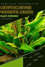 Cryptocoryne Wendtii Green: From Novice to Expert. Comprehensive Aquarium Plants Guide 