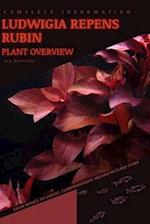 Ludwigia Repens Rubin: From Novice to Expert. Comprehensive Aquarium Plants Guide 