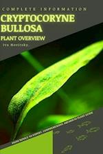 Cryptocoryne Bullosa: From Novice to Expert. Comprehensive Aquarium Plants Guide 