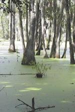 Magic in the Swampwaters of Louisiana