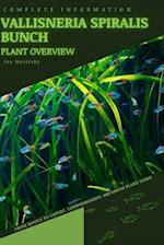 Vallisneria Spiralis Bunch: From Novice to Expert. Comprehensive Aquarium Plants Guide 