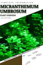 Micranthemum Umbrosum: From Novice to Expert. Comprehensive Aquarium Plants Guide 