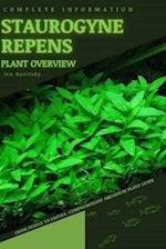 Staurogyne Repens: From Novice to Expert. Comprehensive Aquarium Plants Guide 