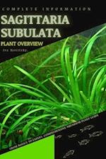 Sagittaria subulata: From Novice to Expert. Comprehensive Aquarium Plants Guide 