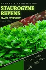 Staurogyne Repens : From Novice to Expert. Comprehensive Aquarium Plants Guide 