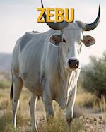 Zebu: Fun Facts Book for Kids 