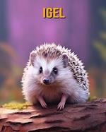 Igel