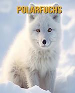 Polarfuchs