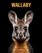 Wallaby