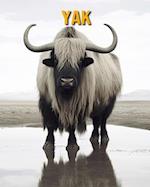 Yak