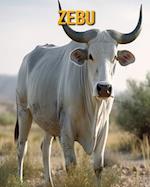 Zebu