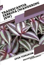 Tradescantia zebrina (Wandering Jew): Open terrarium, Beginner's Guide 