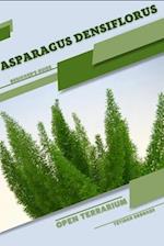Asparagus densiflorus: Open terrarium, Beginner's Guide 
