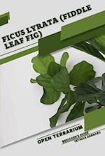 Ficus lyrata (Fiddle Leaf Fig): Open terrarium, Beginner's Guide 
