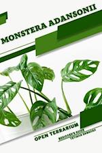 Monstera adansonii: Open terrarium, Beginner's Guide 