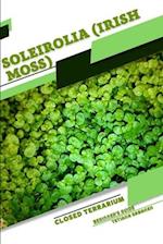 Soleirolia (Irish Moss): Closed terrarium, Beginner's Guide 