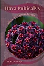 Hoya Pubicalyx: Plant overview and guide 