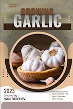 Garlic: Guide and overview 