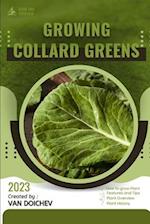 Collard Greens: Guide and overview 