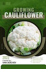 Cauliflower: Guide and overview 